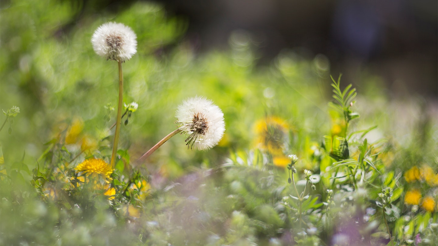 wild garden weeds