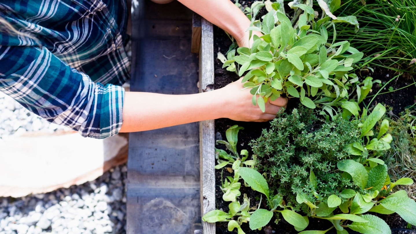 Woman planting herbs in herb garden, high angle - stock photo