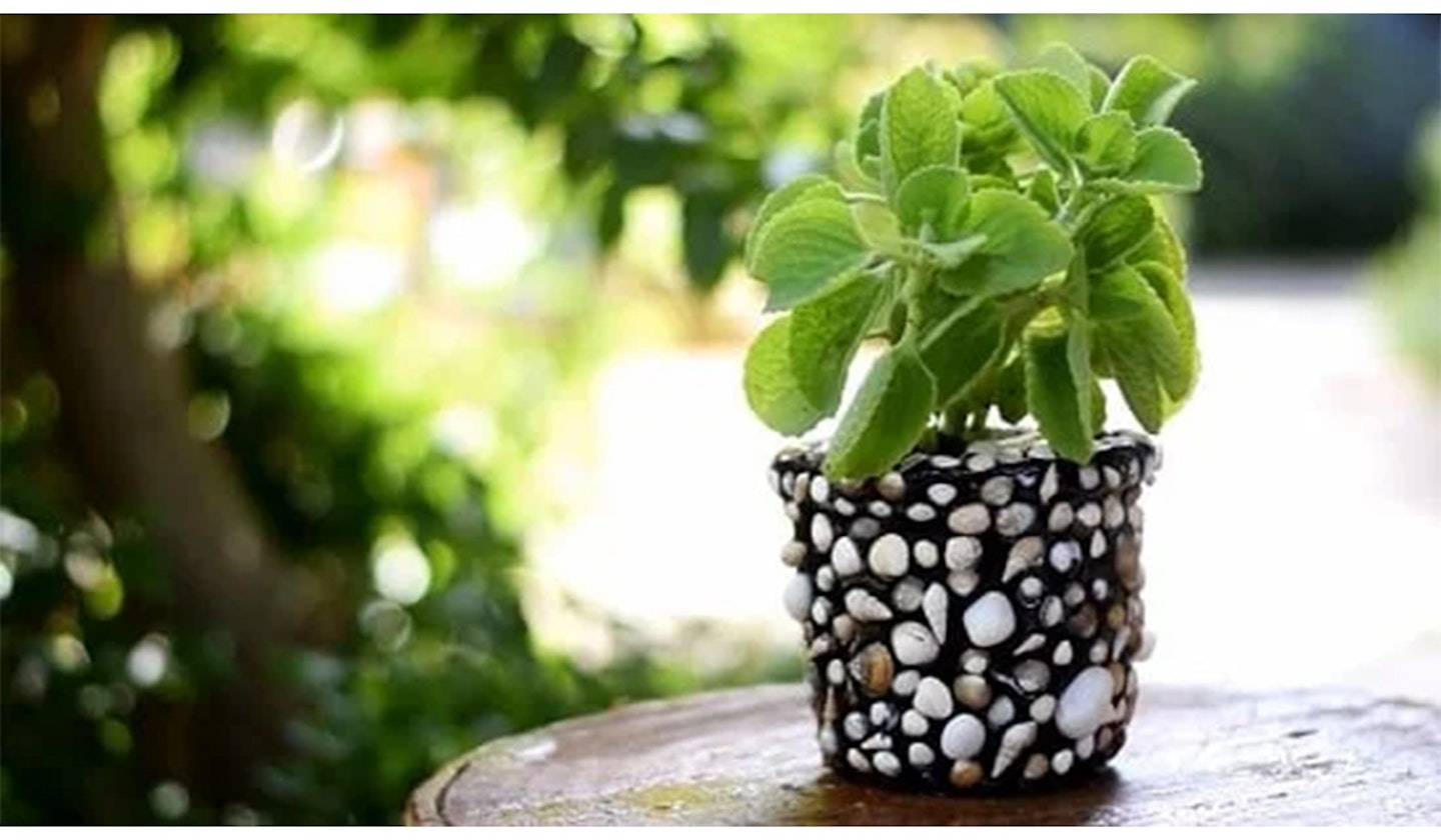 Shell plant pot