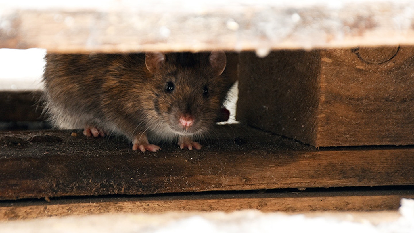 how to get rid of rats fast