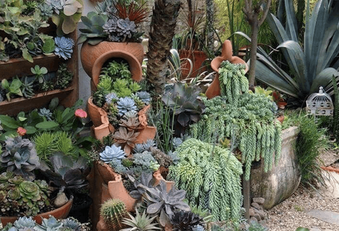 cacti rockery