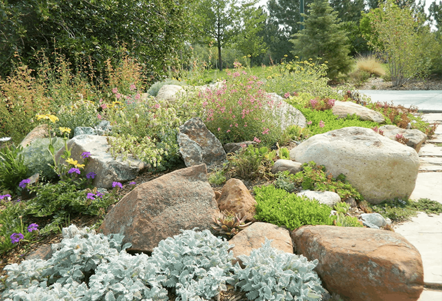 mediterannean rockery