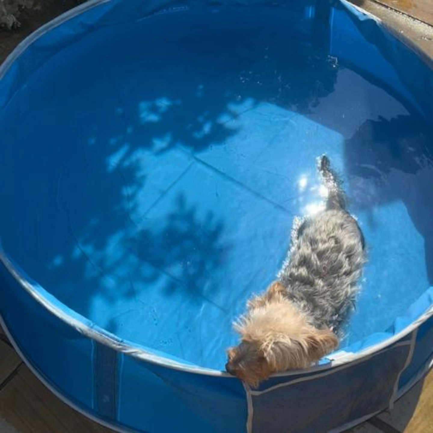 Cool Club Dog Paddling Pool Blue