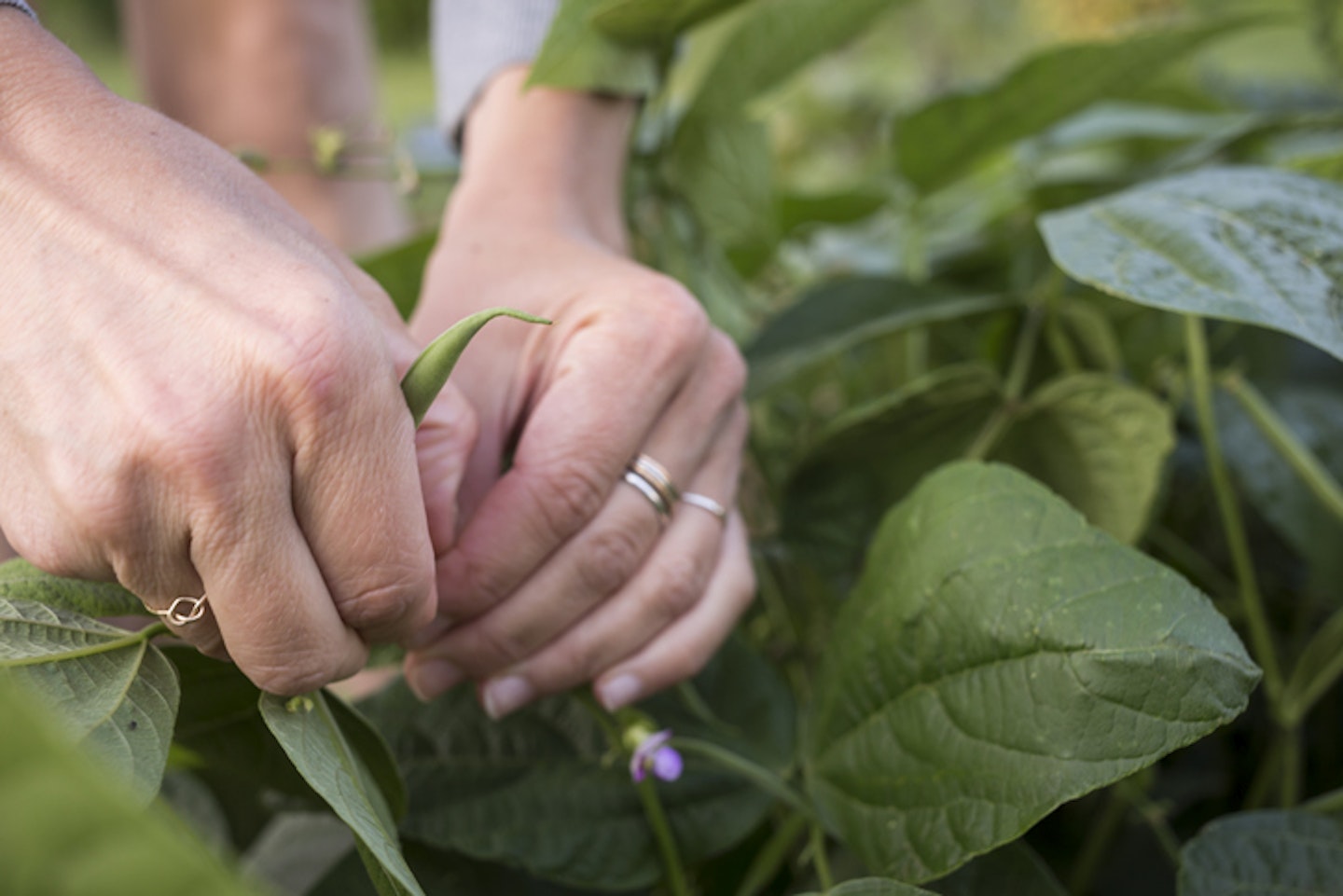 gardening