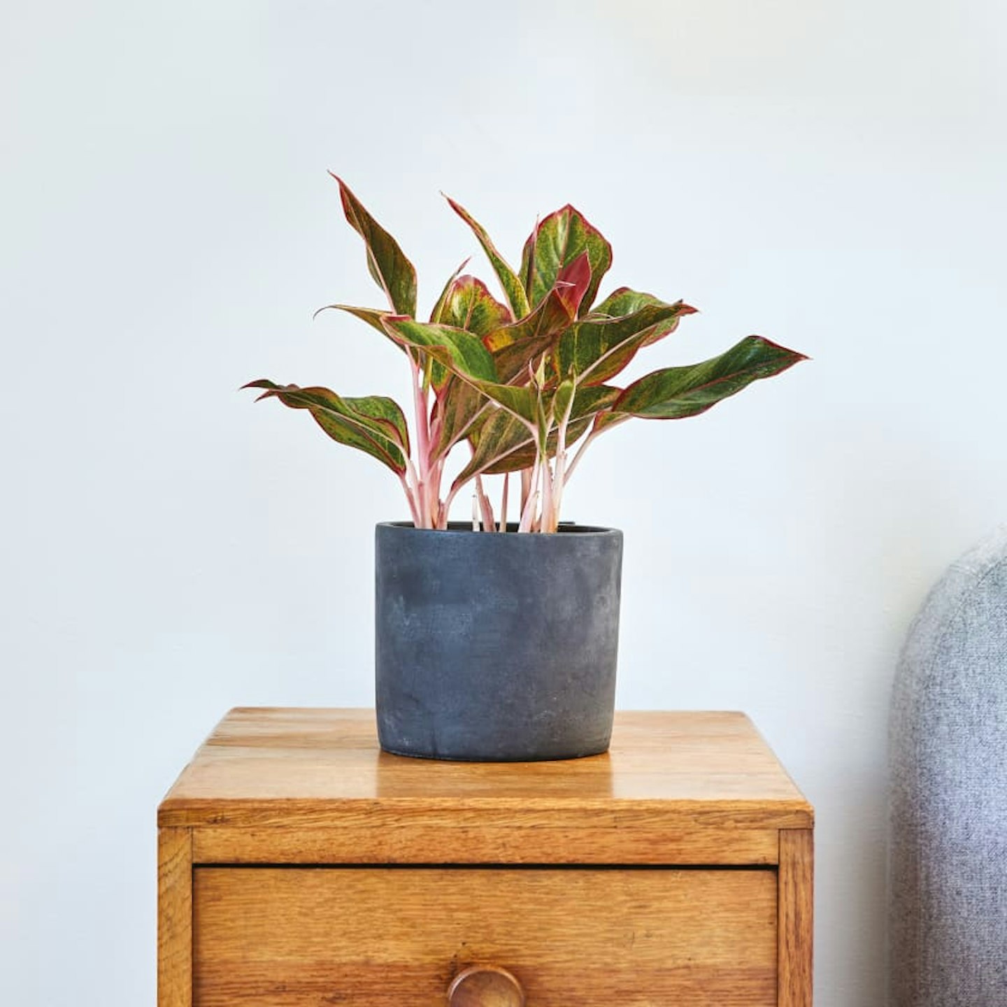 Chinese Evergreen