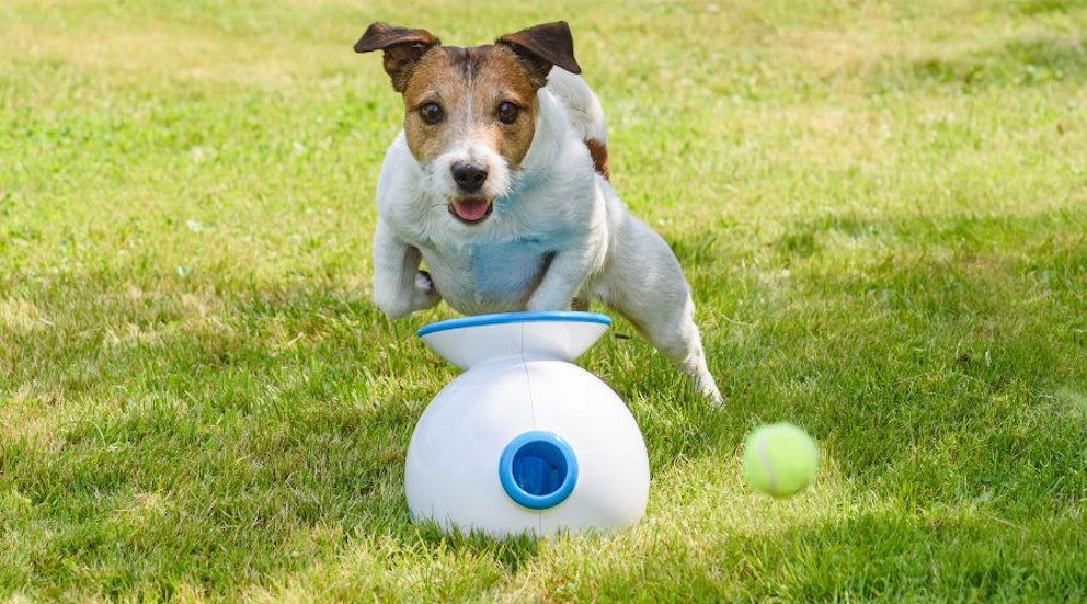 The Best Dog Ball Launchers 2023