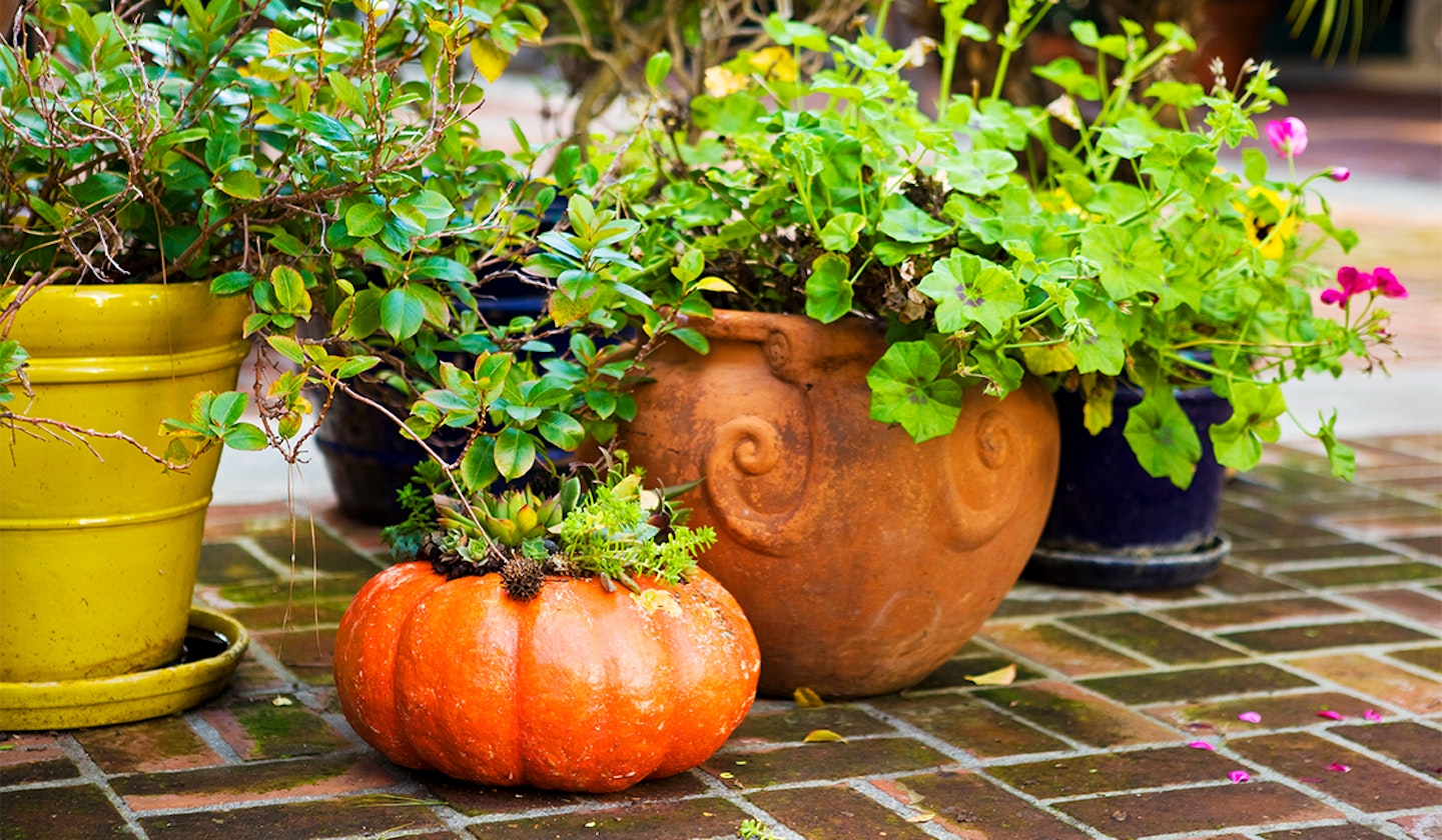 Pumpkin planter