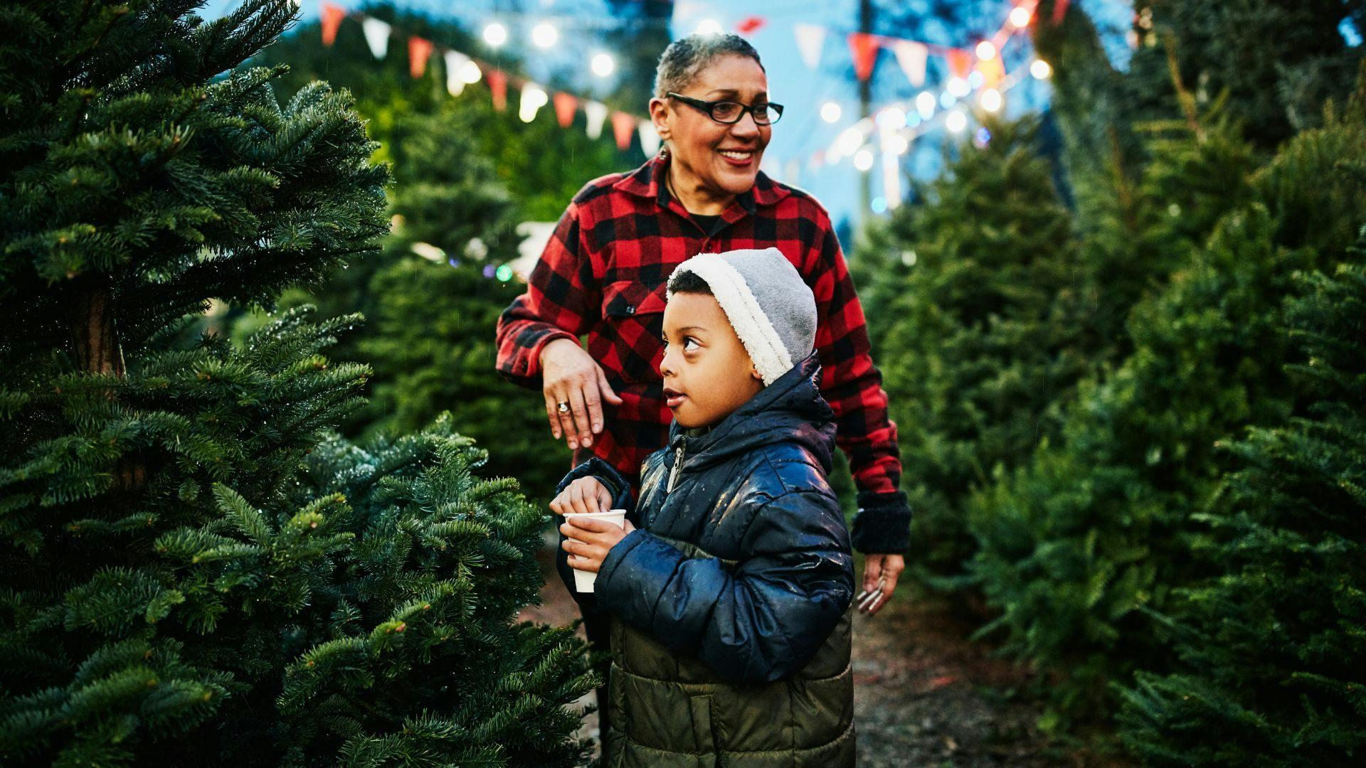 Best Christmas tree farms 2023