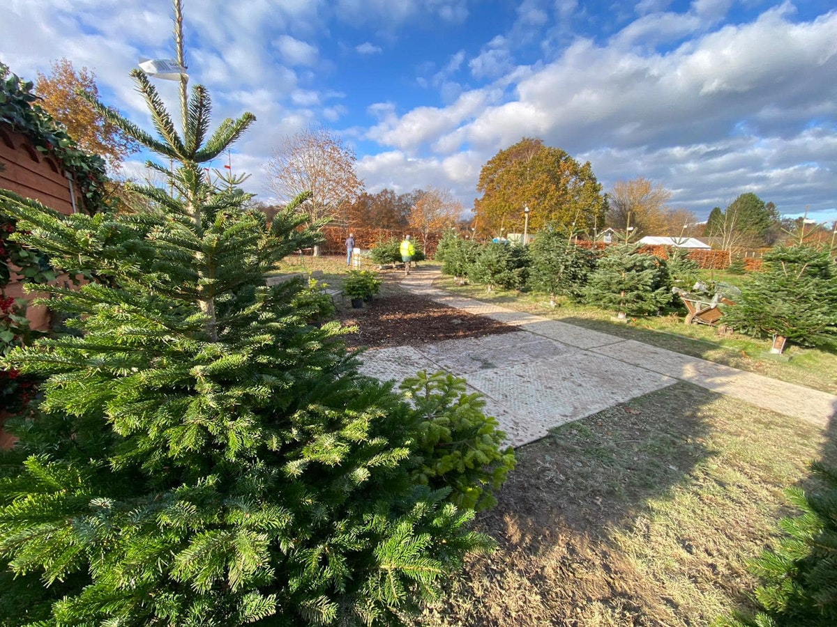 Best Christmas tree farms 2023