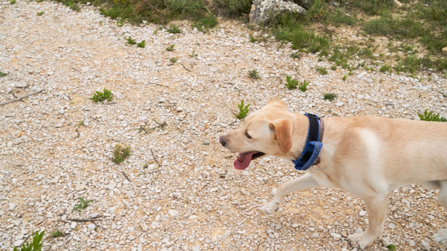 Dog with GPS collar