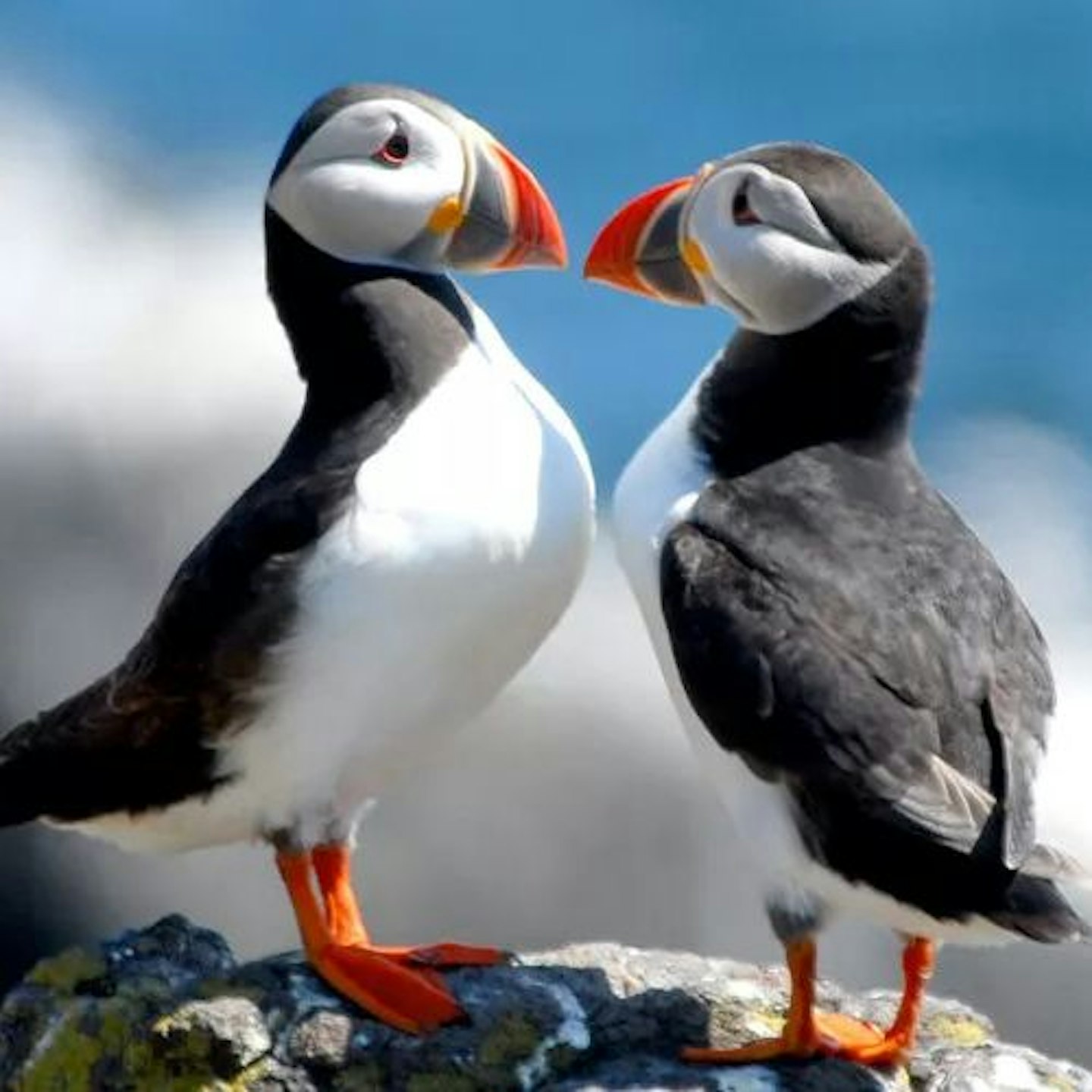 Puffins, Walking Scotland’s Orkney Islands