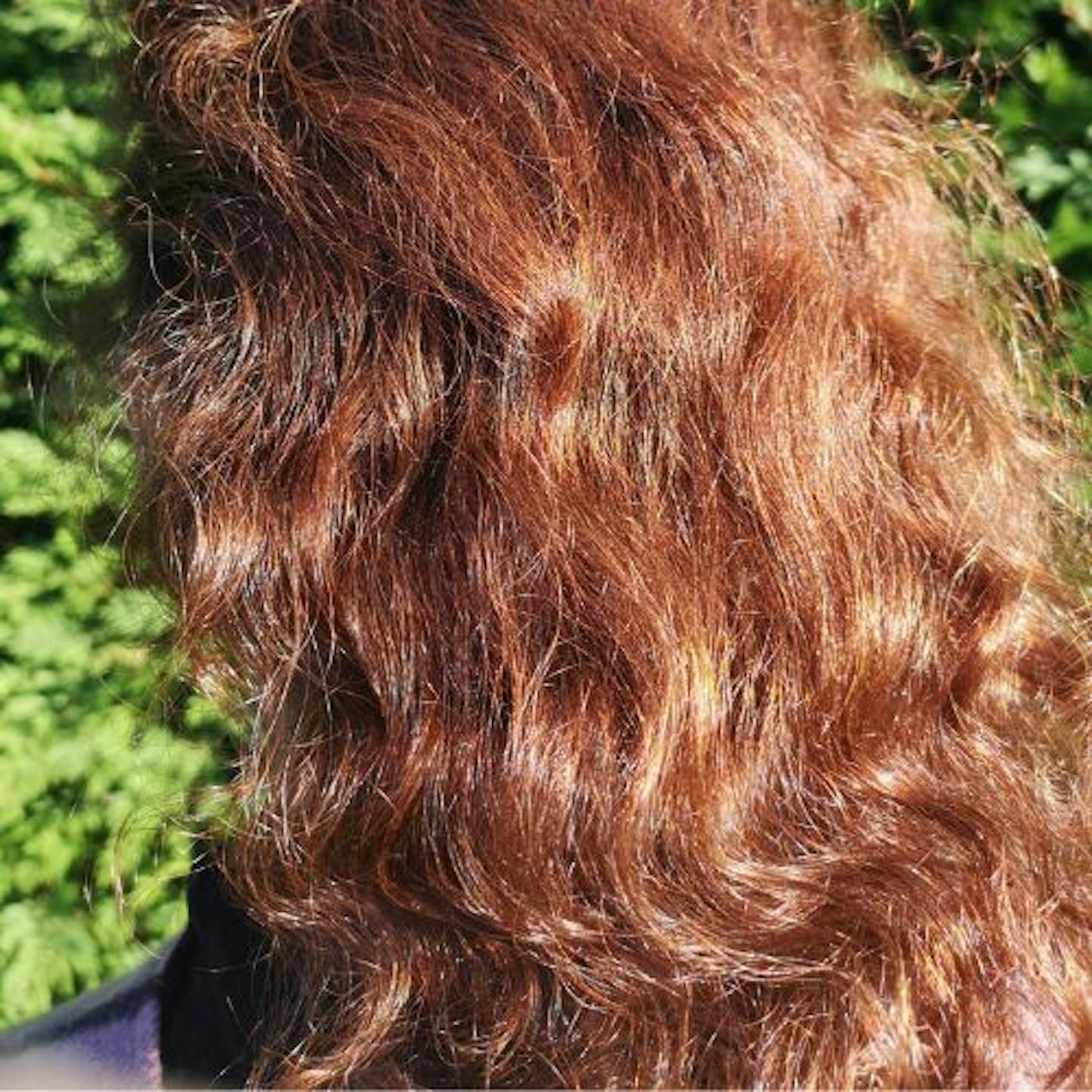 Back of tester's hair showing shiny auburn curls