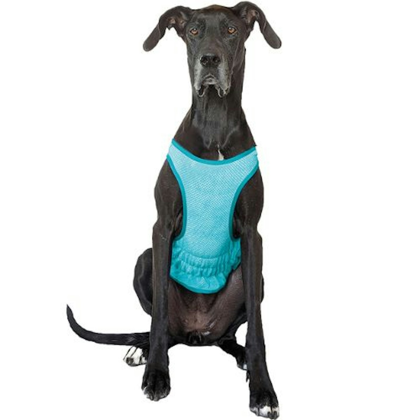 Sunny Daze Elastofit Dog Cooling Vest