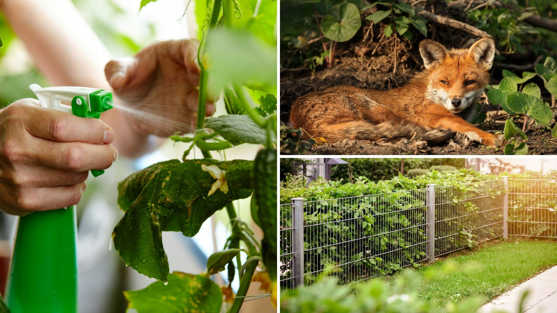 How to deter foxes from your garden with our expert tips