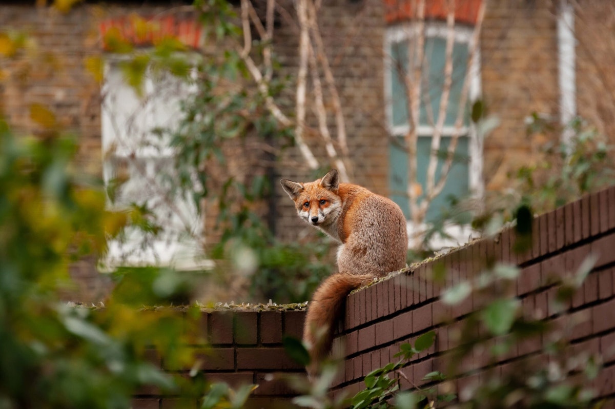 How to deter foxes from your garden with our expert tips