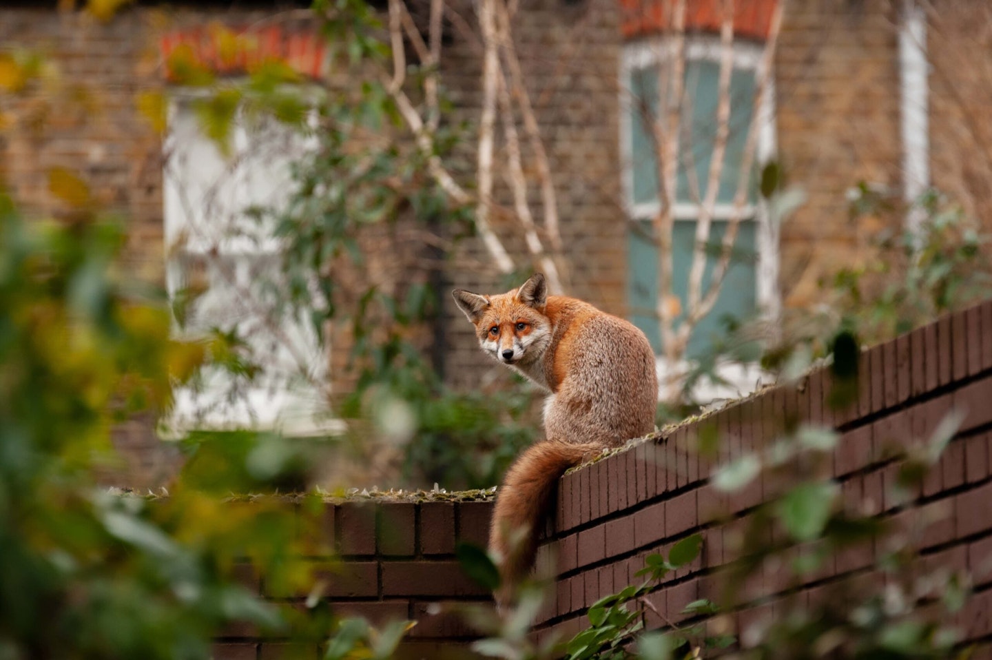 Red fox