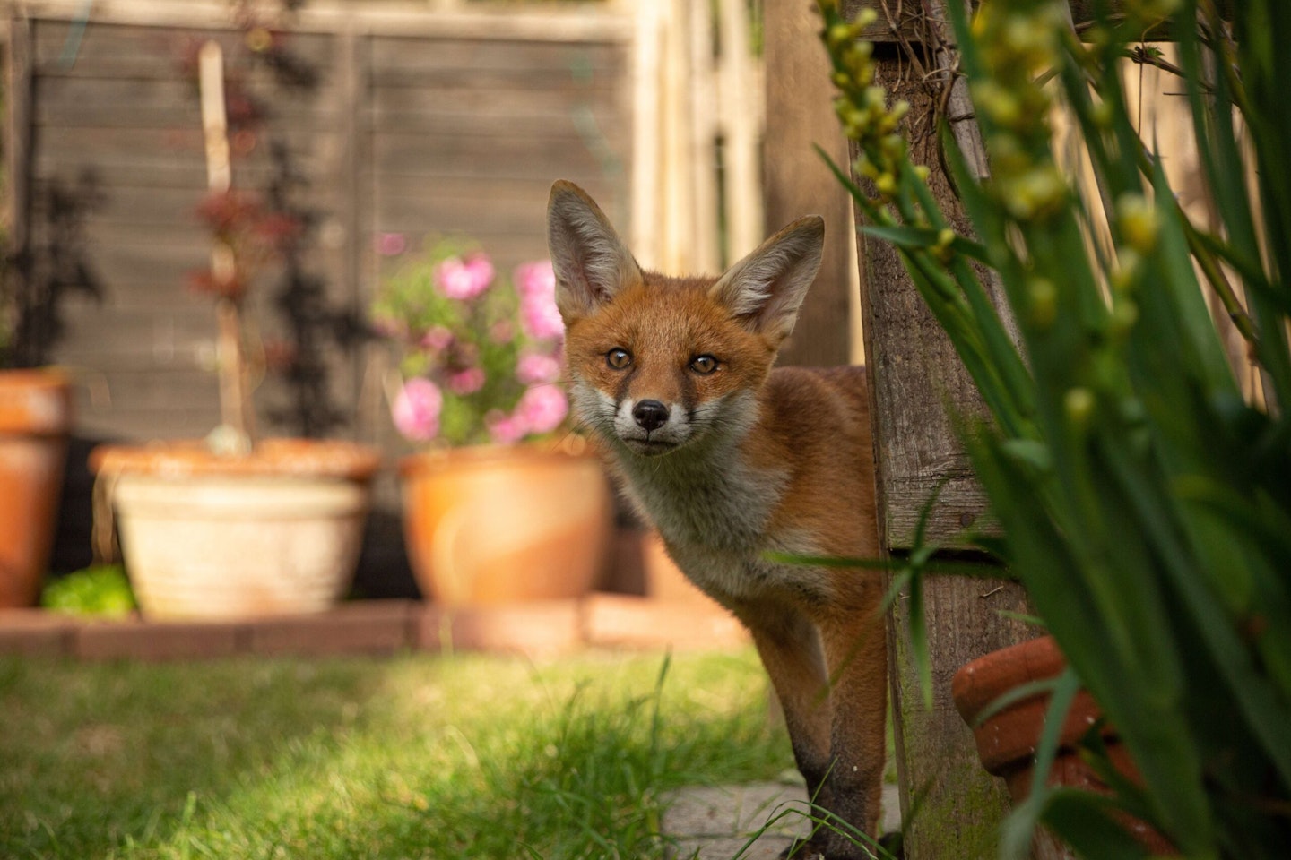 Wild fox in garden