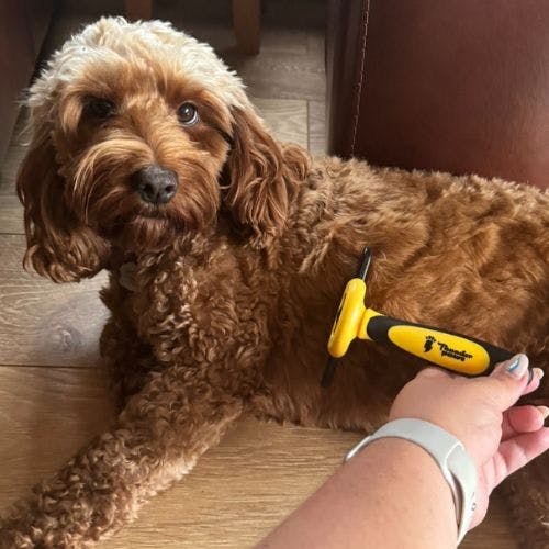 Grooming brush for cockapoo best sale