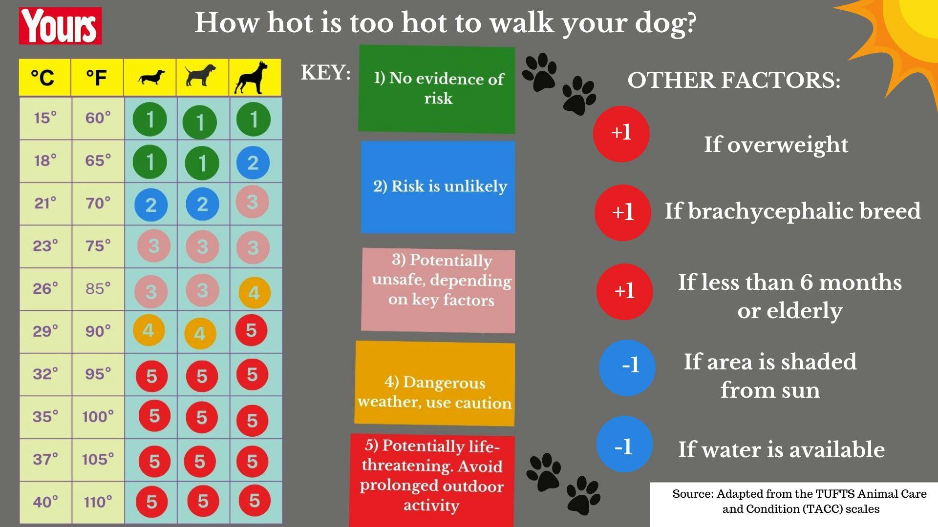 Dog walking in heat best sale