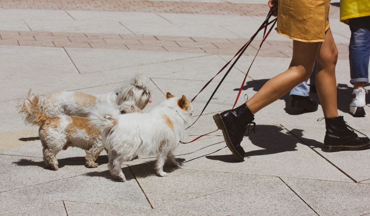 When is it too hot to walk your dog? Temp chart included!