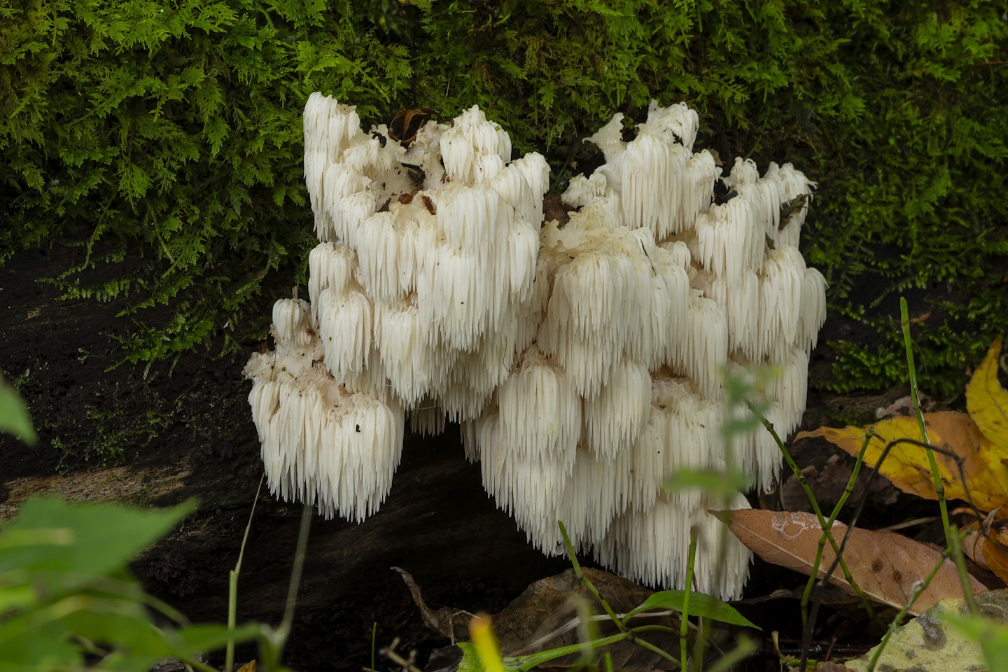 Lion's mane mushrooms