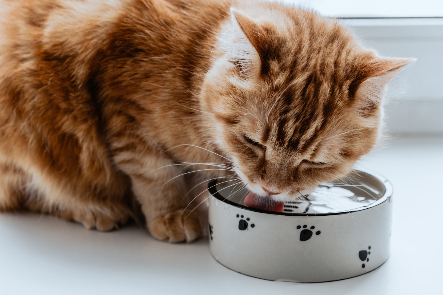 Red cat drinking water from the bowl