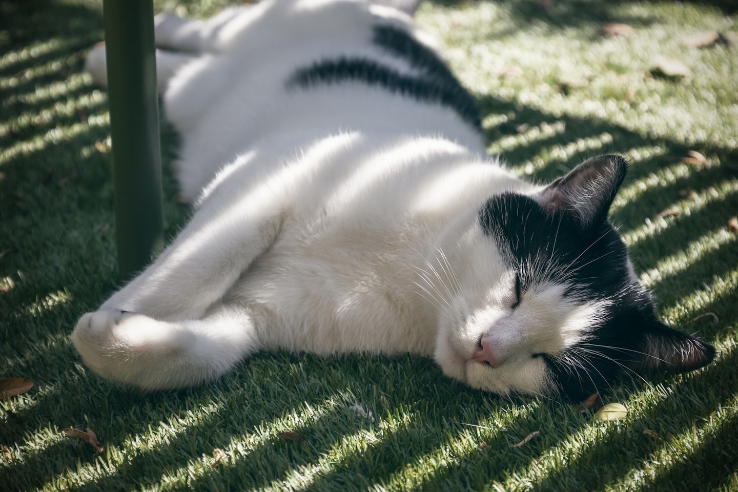 a cat lying under the shade