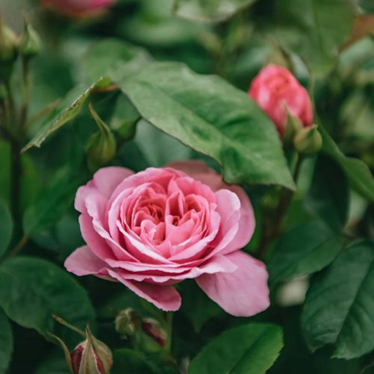 Rosa Gertrude Jekyll® AGM (Shrub rose)