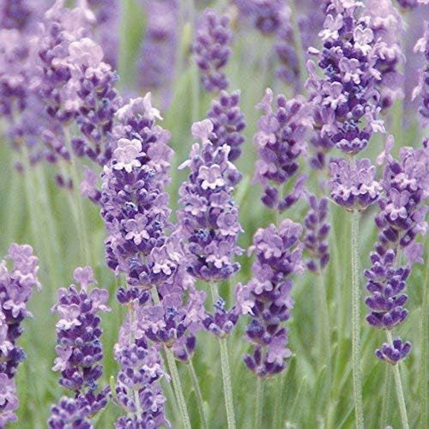  Thompson & Morgan English Lavender ‘Munstead’ in Pots