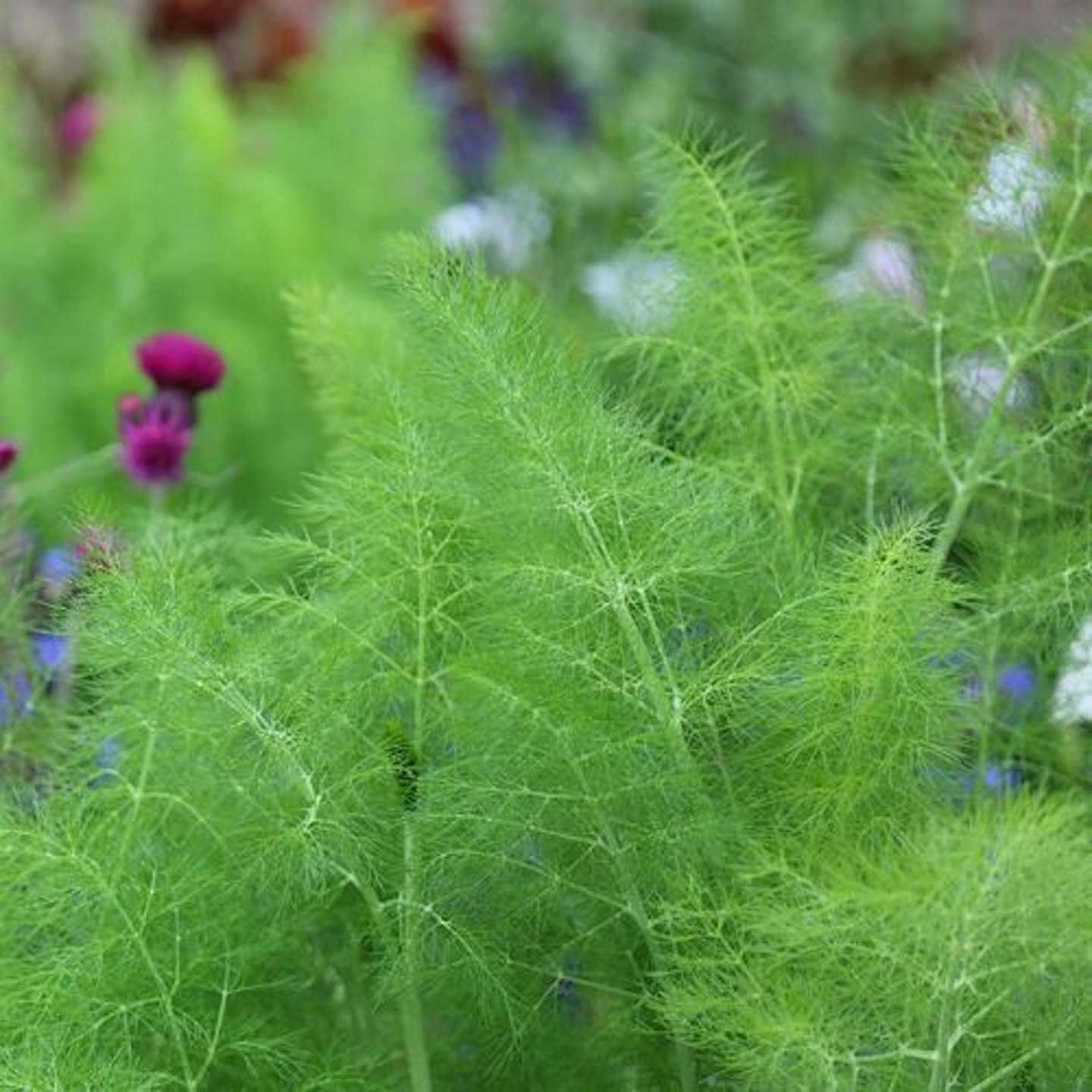 fennel - Foeniculum vulgare