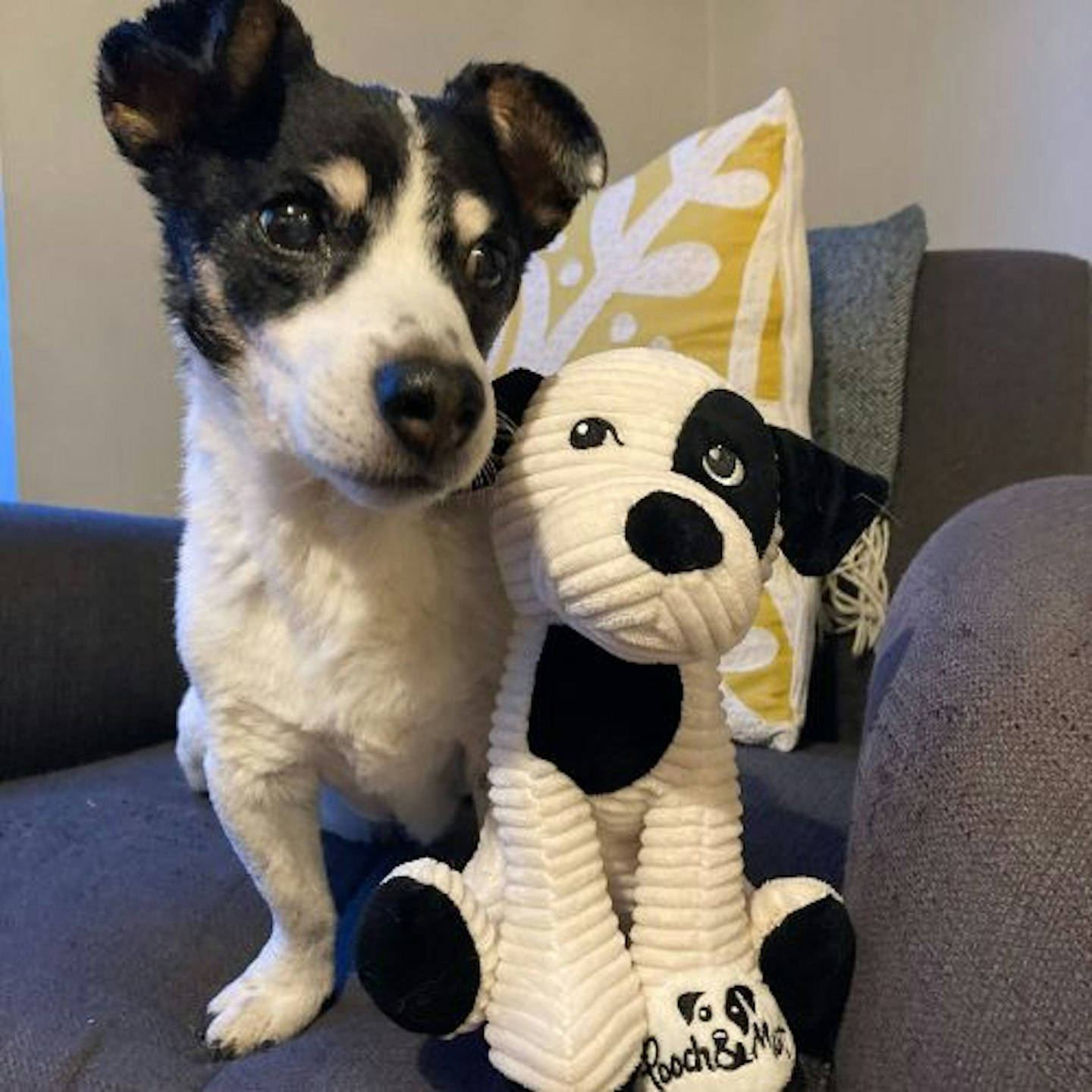 Bailey with Pooch & Mutt Patch Toy