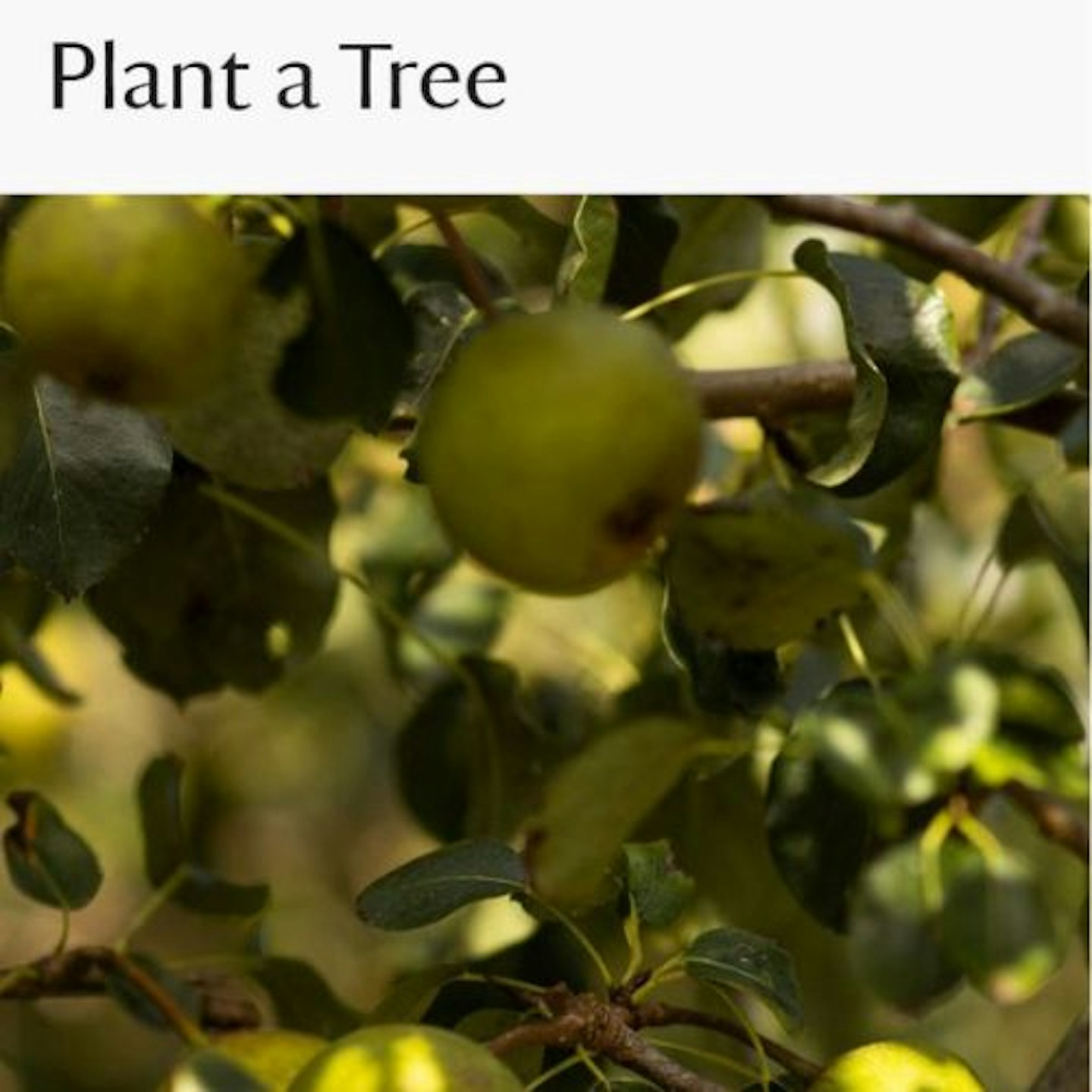 National Trust Plant a Tree