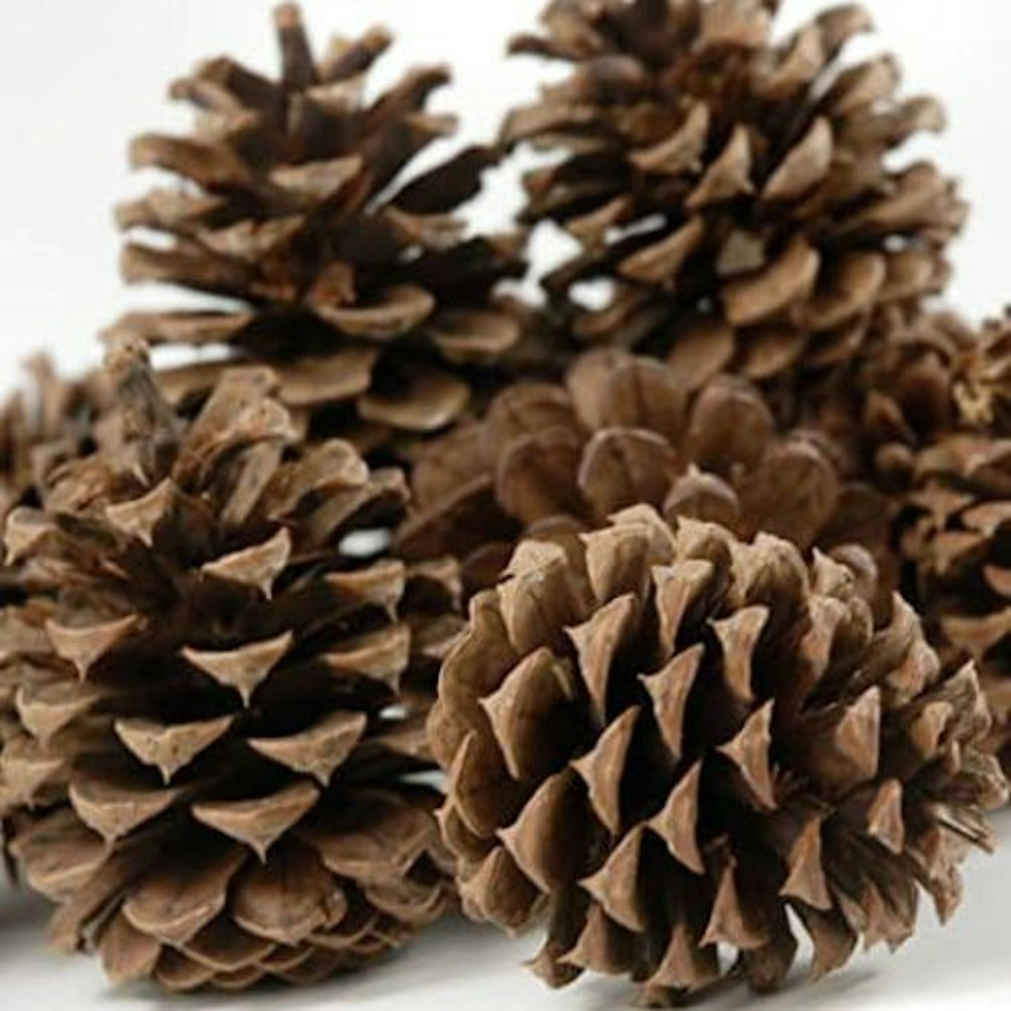 Natural Fir Pine Austriaca Cones