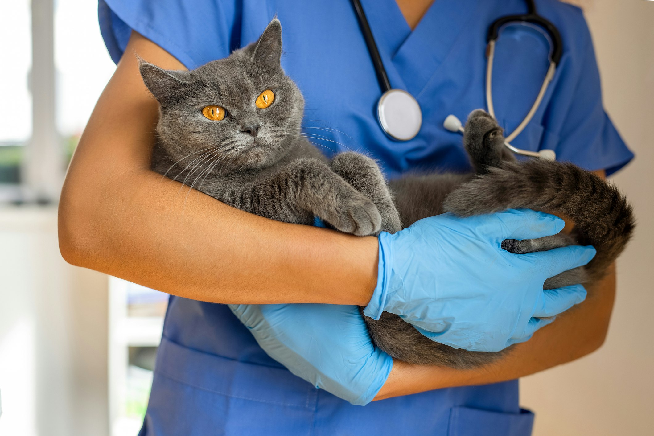 Cat at a Veterinary clinic