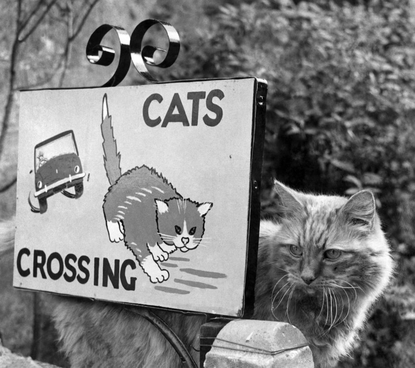 Sign saying 'Cats Crossing' at Stoke Abbot, near Beaminster, Dorset. September 1967.