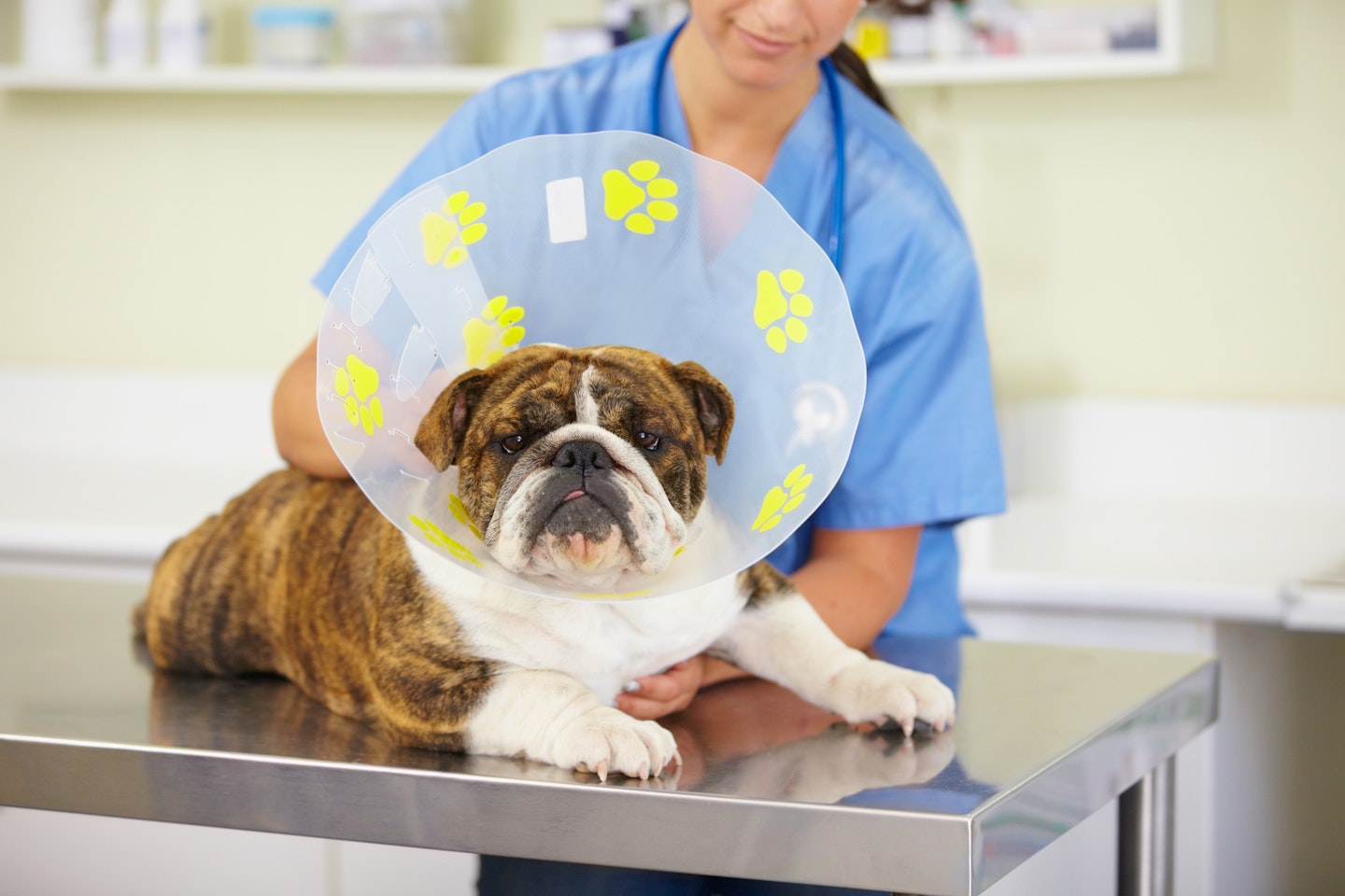 Shot of a vet attaching a cone to the neck of a large bulldog