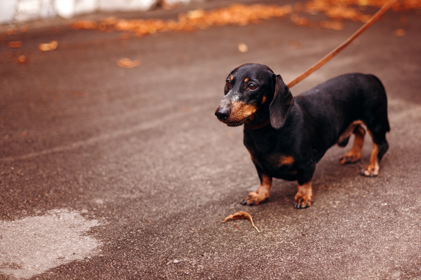 Black Dachshund in the Street on a lead