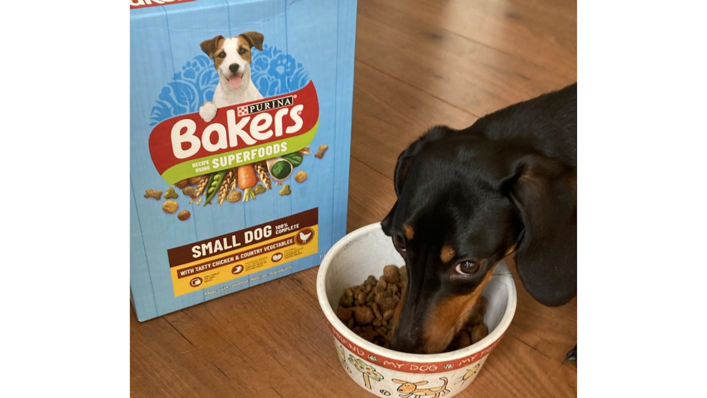 Otis munching on Bakers Small Dog Food