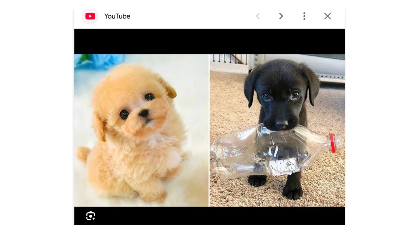 Cute puppy Youtube video