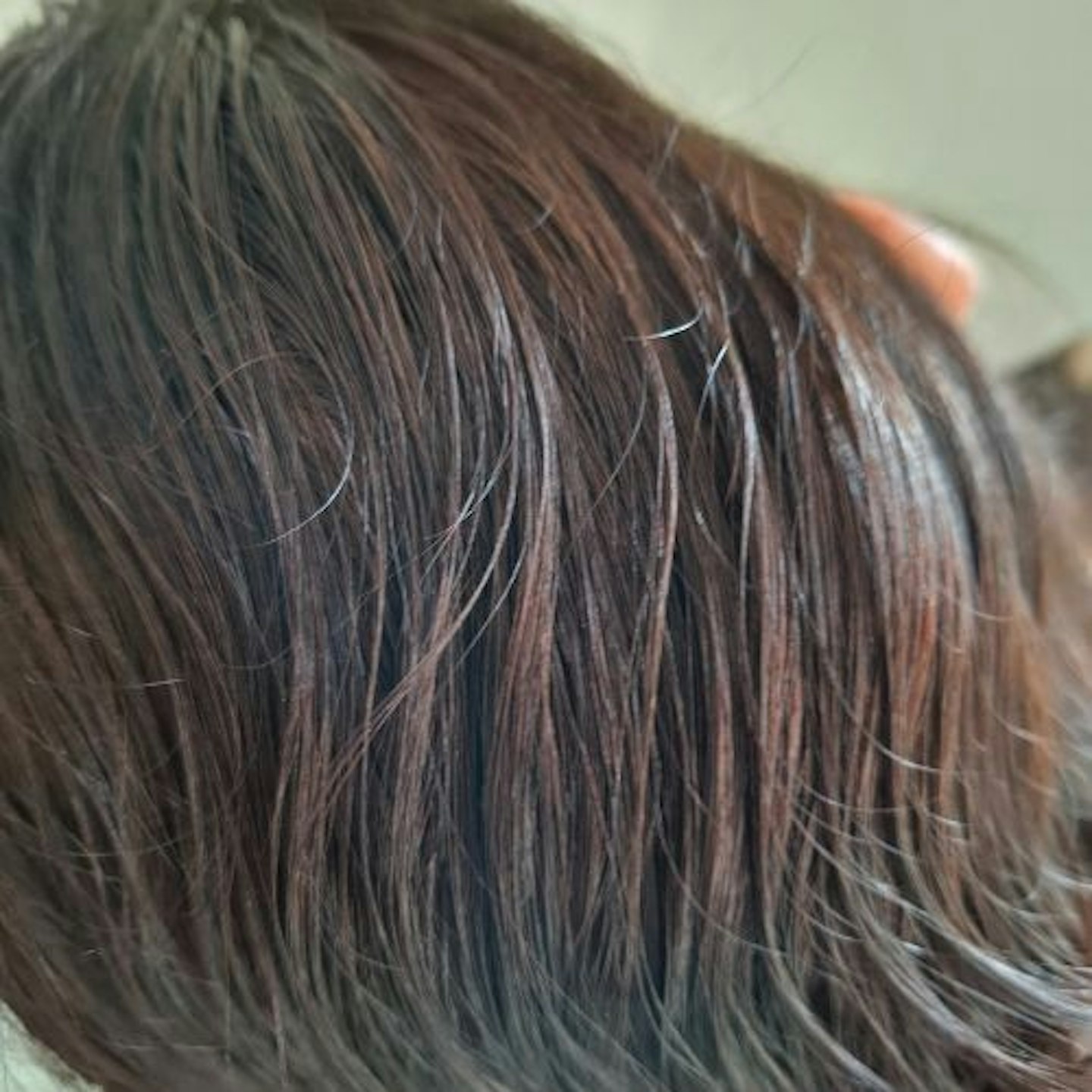 close up of tester's damp and combed dark brown hair