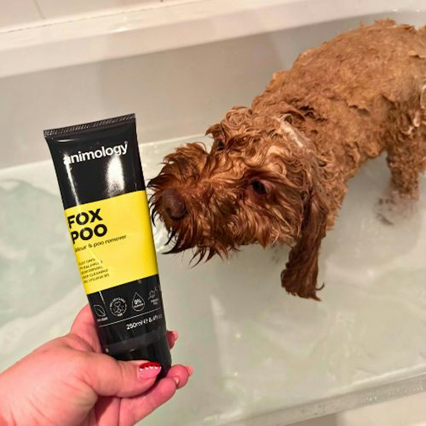 Tried & Tested by Rosie Floyd & Bella the Cockapoo: Animology Fox Poo Dog Shampoo