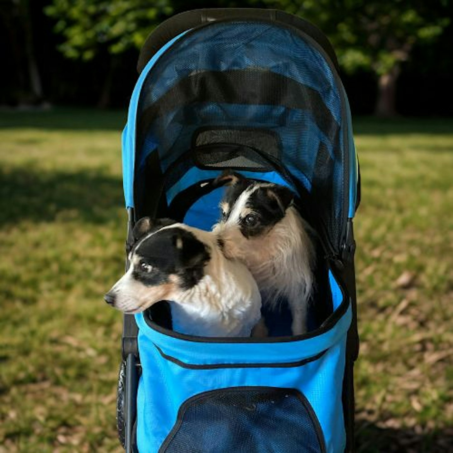 Toby and Bailey in the Gen7 G7 Jogger Pet Stroller