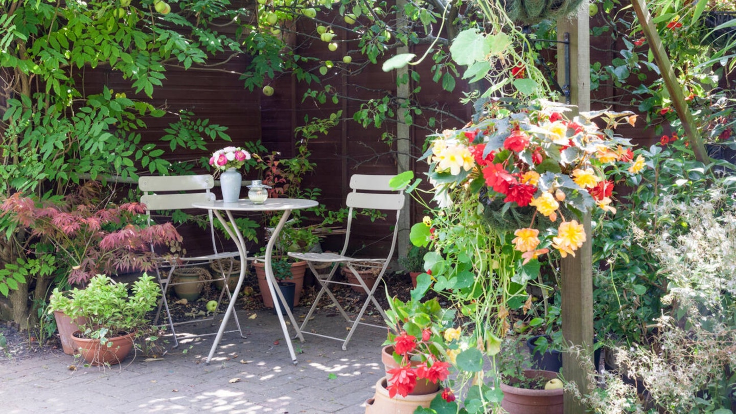 Shady corner in a garden with overhanging apple tree