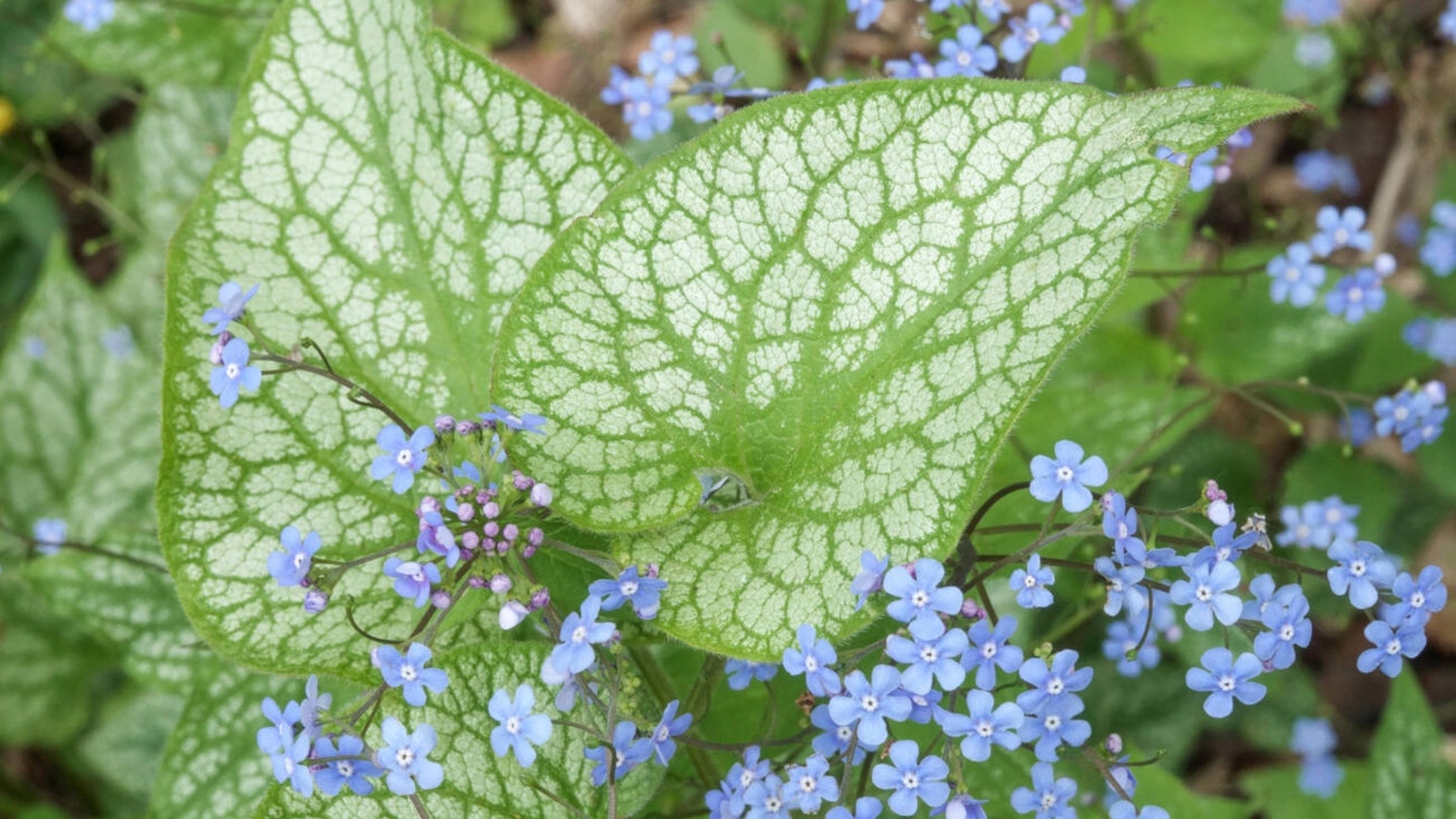 Brunnera