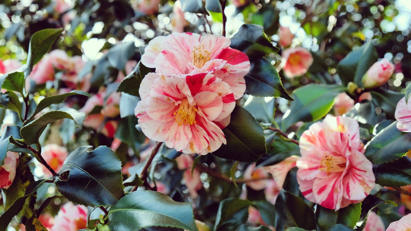 Red and white striped Camellia japonica 'Contessa Lavinia Maggi' in flower