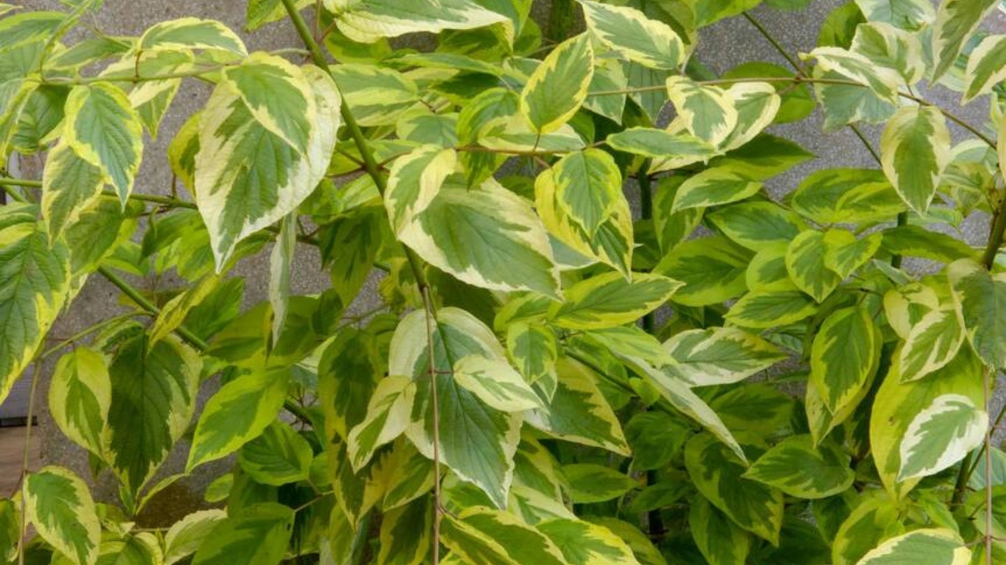 Cornus (dogwood)