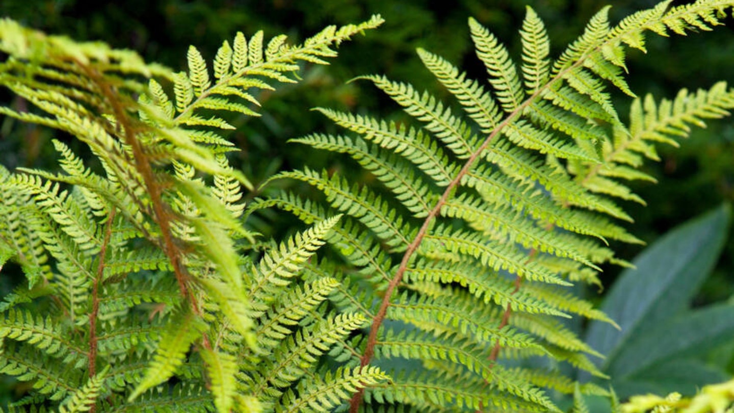 Ferns