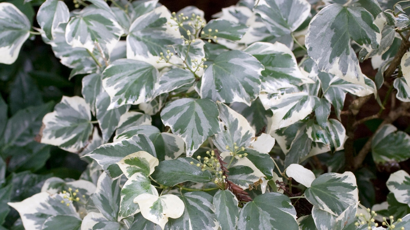 Hedera (ivy)