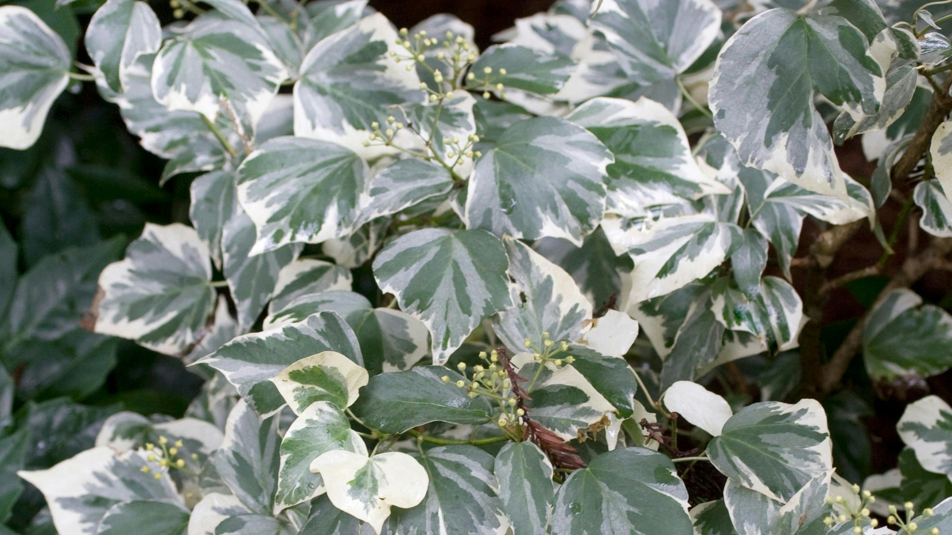 Hedera (ivy)
