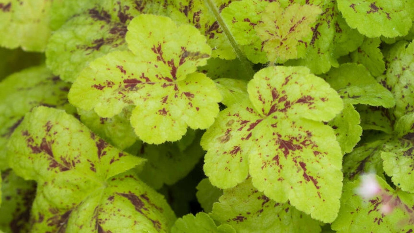 Heuchera and heucherella